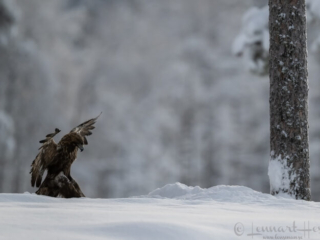 Golden Eagle landing, Kalvtr&auml;sk