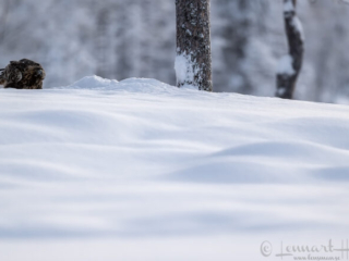 Golden Eagle male in habitat landscape, Kalvtr&auml;sk
