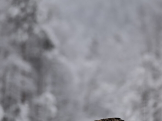 Male Golden Eagel in habitat morning, Kalvtr&auml;sk