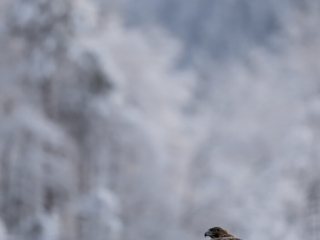 Male Golden Eagle in habitat, Kalvtr&auml;sk