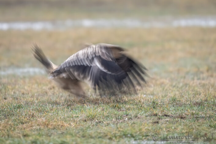 Eastern Imperial Eagle landing fuzzy, Hungary Birds of Prey
