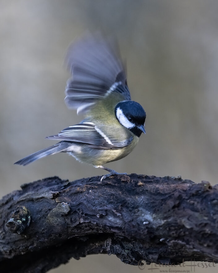 Great Tit flap, Hungary Birds of Prey