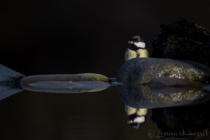 Great Tit with reflection, Hungary Birds of Prey