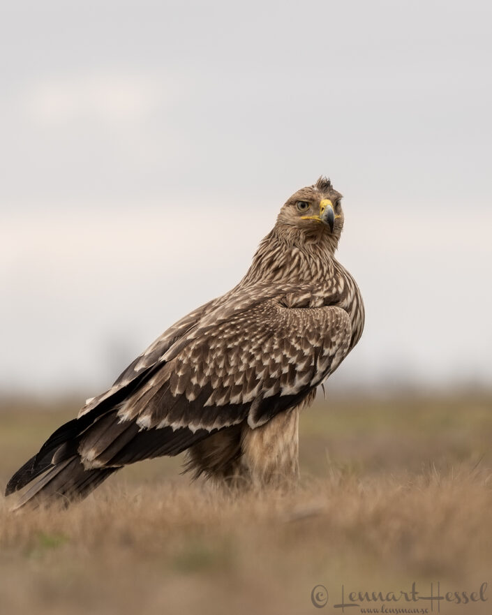 Eastern Imperial Eagle profile, Hungary Birds of Prey