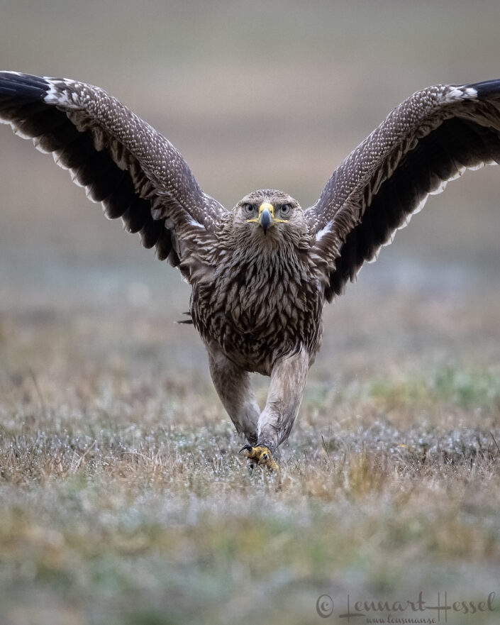Eastern Imperial Eagle walkabout, Hungary Birds of Prey