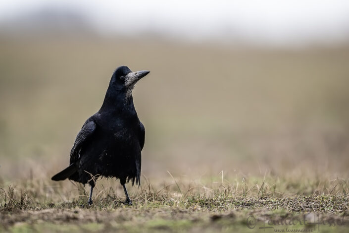 Eurasian Rook, Hungary Birds of Prey