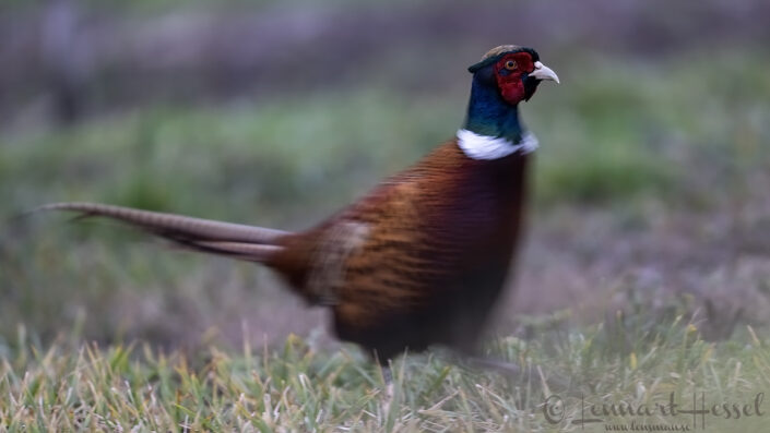 Common Pheasant panning, Hungary Birds of Prey