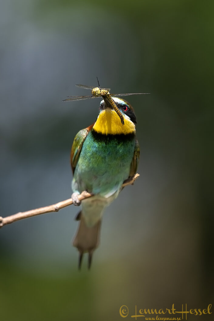 European-Bee Eater and dragonfly, Hungary Bee-eater Bonanza
