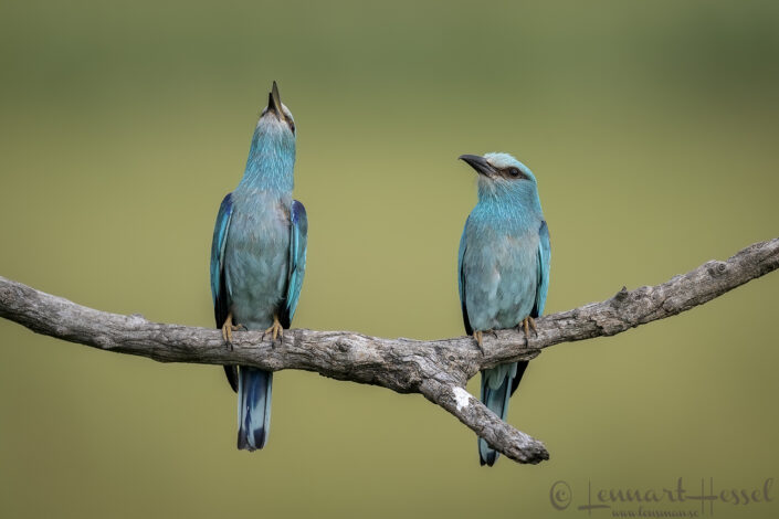 European Rollers bonding, Hungary Bee-eater Bonanza