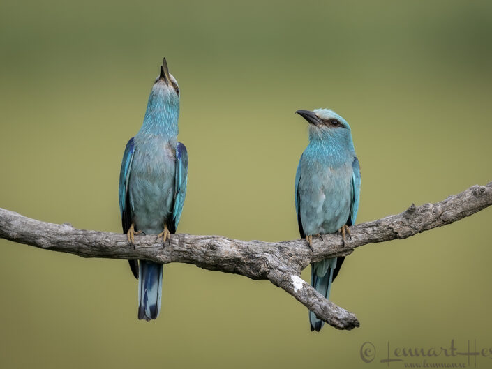 Hungary Bee-eater Bonanza 2023