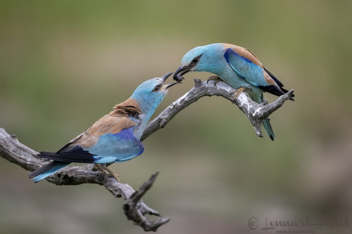 European Rollers handing over food, Hungary Bee-eater Bonanza