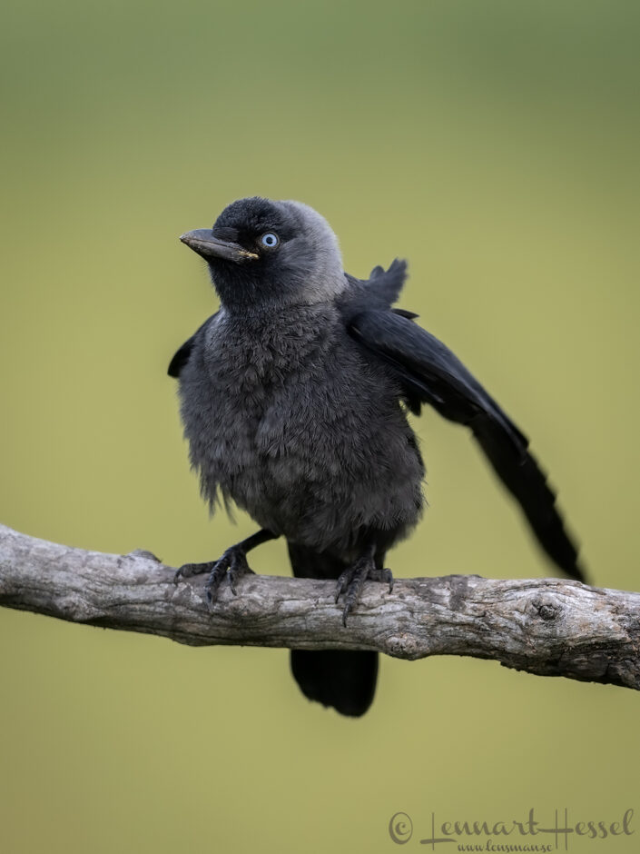 Jackdaw youngster shaking, Hungary Bee-eater Bonanza