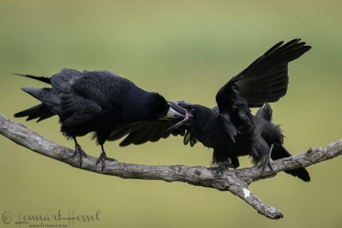 Rook feeding time, Hungary Bee-eater Bonanza