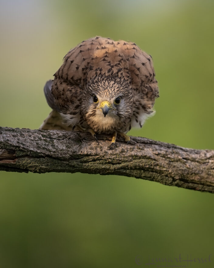 Common Kestrel straight look, Hungary Bee-eater Bonanza