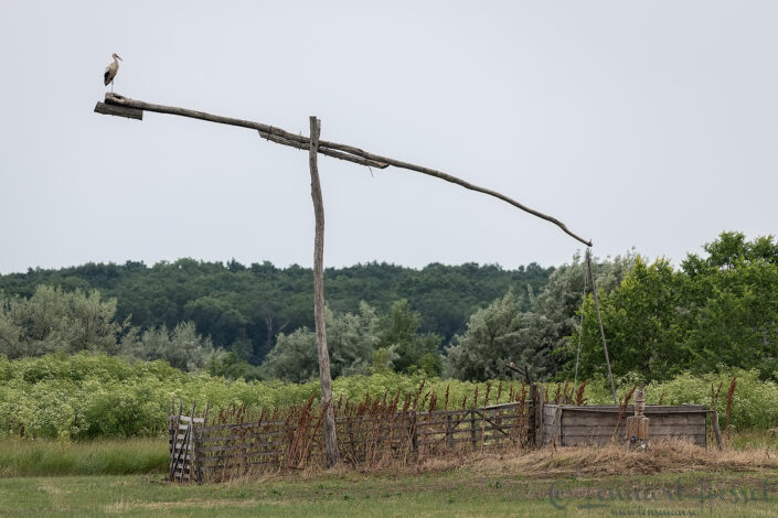 White Stork, Hungary Bee-eater Bonanza