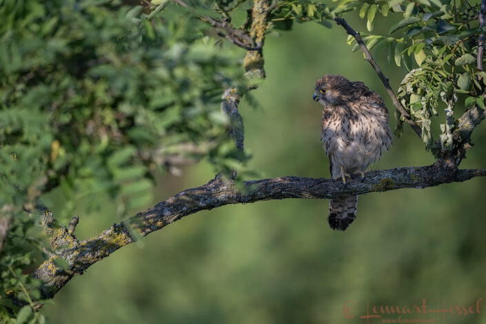 Common Kestrel female mixed light, Hungary Bee-eater Bonanza