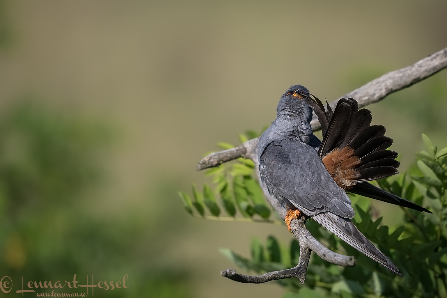 Red-footed falcon male preening, Hungary Bee-eater Bonanza