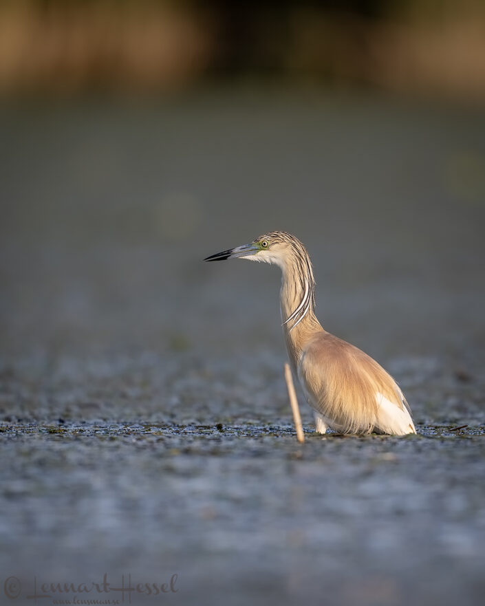 Squacco Heron, Hungary Bee-eater Bonanza