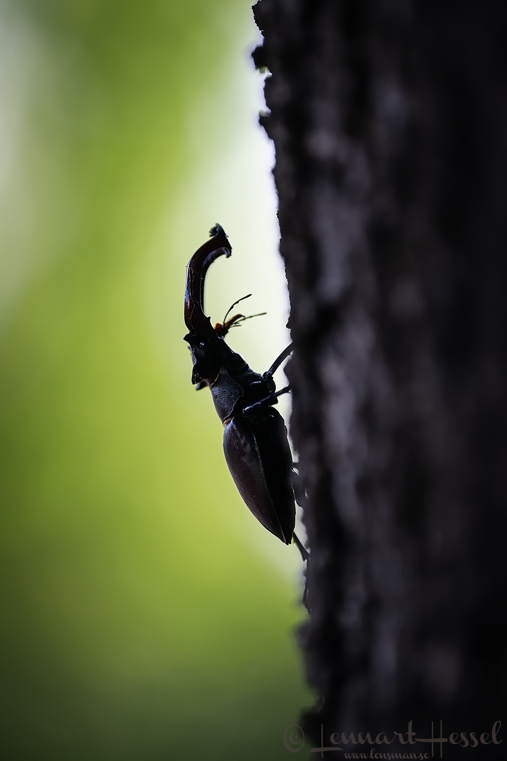 European Stag Beetle, Hungary Bee-eater Bonanza