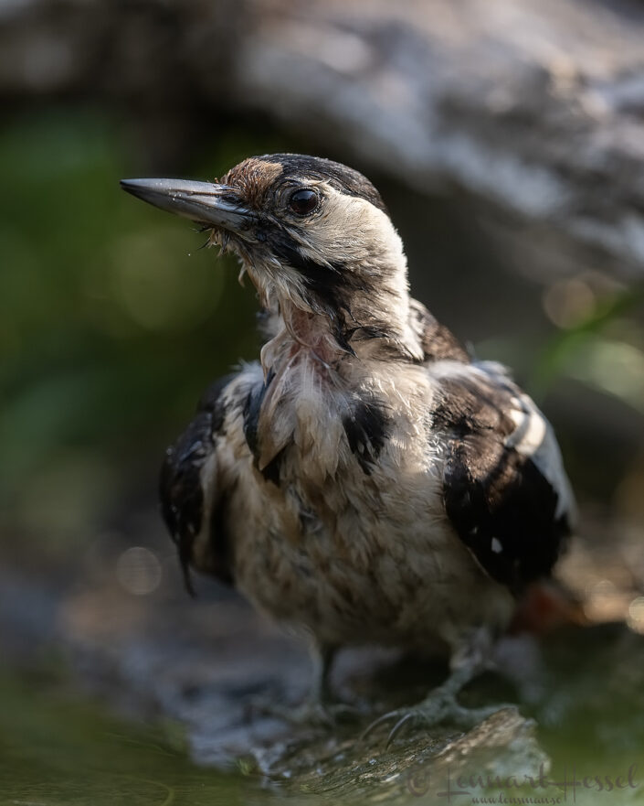 Syrian Woodpecker wet, Hungary Bee-eater Bonanza