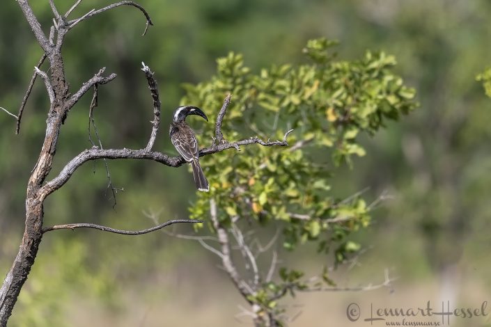 African Grey Hornbill Ghana