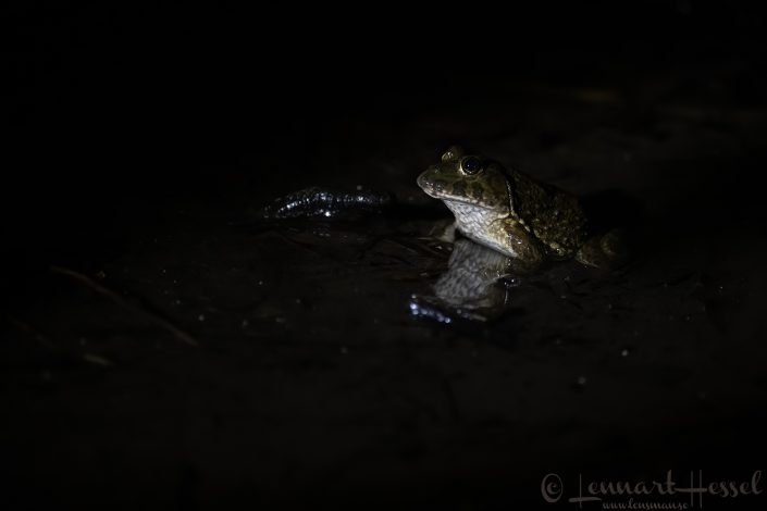 Frog of some sort Ghana