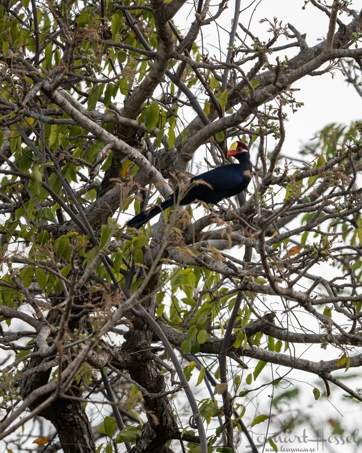Violet Turacao Ghana