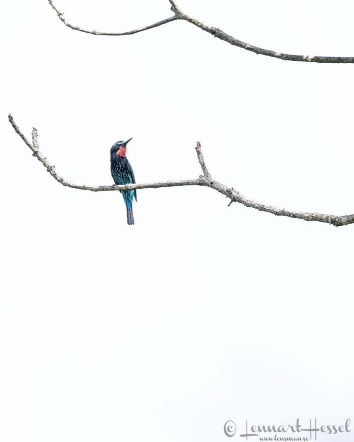 Black Bee-eater Ghana