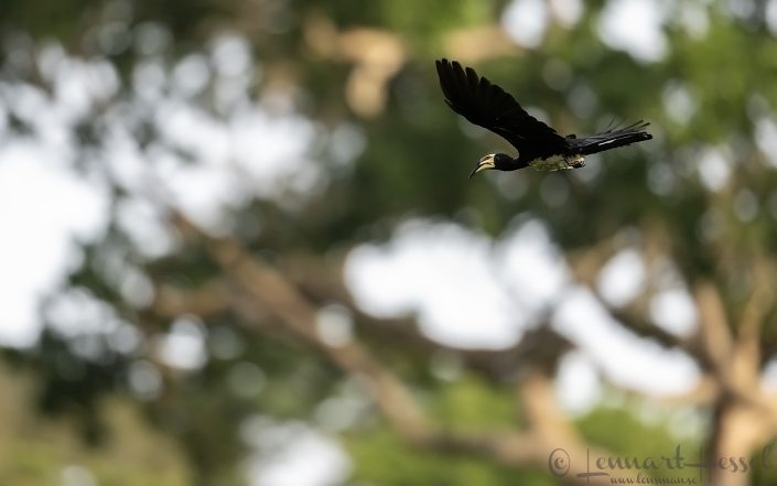 African Pied Hornbill flying Ghana