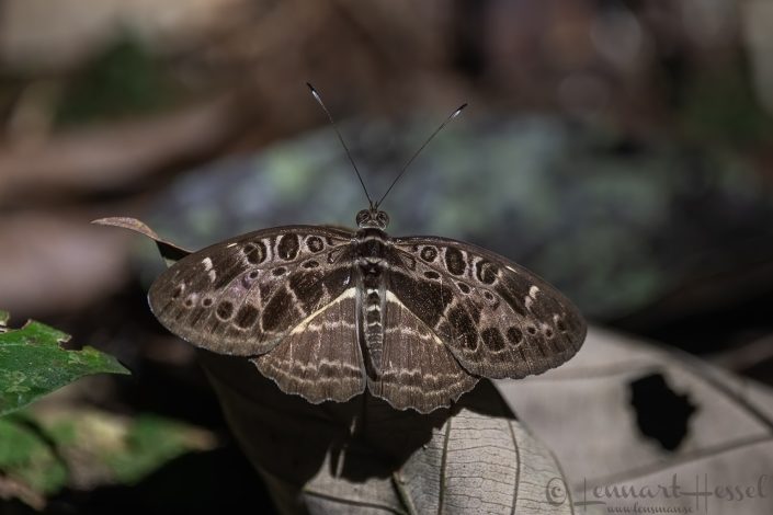 Common Yellow Glider female Ghana