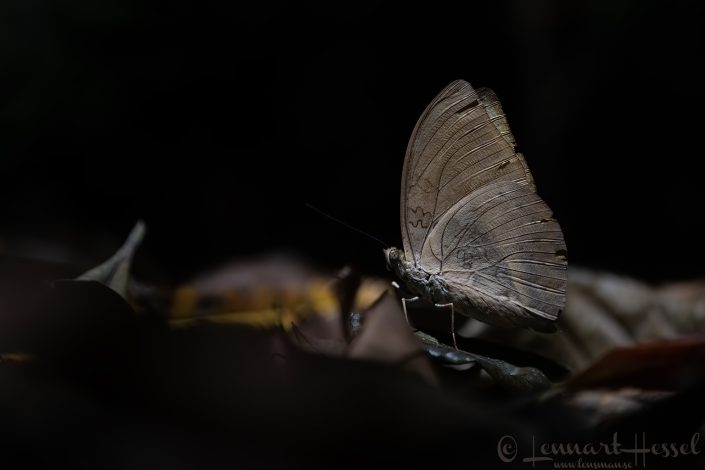 Common Yellow Glider male Ghana