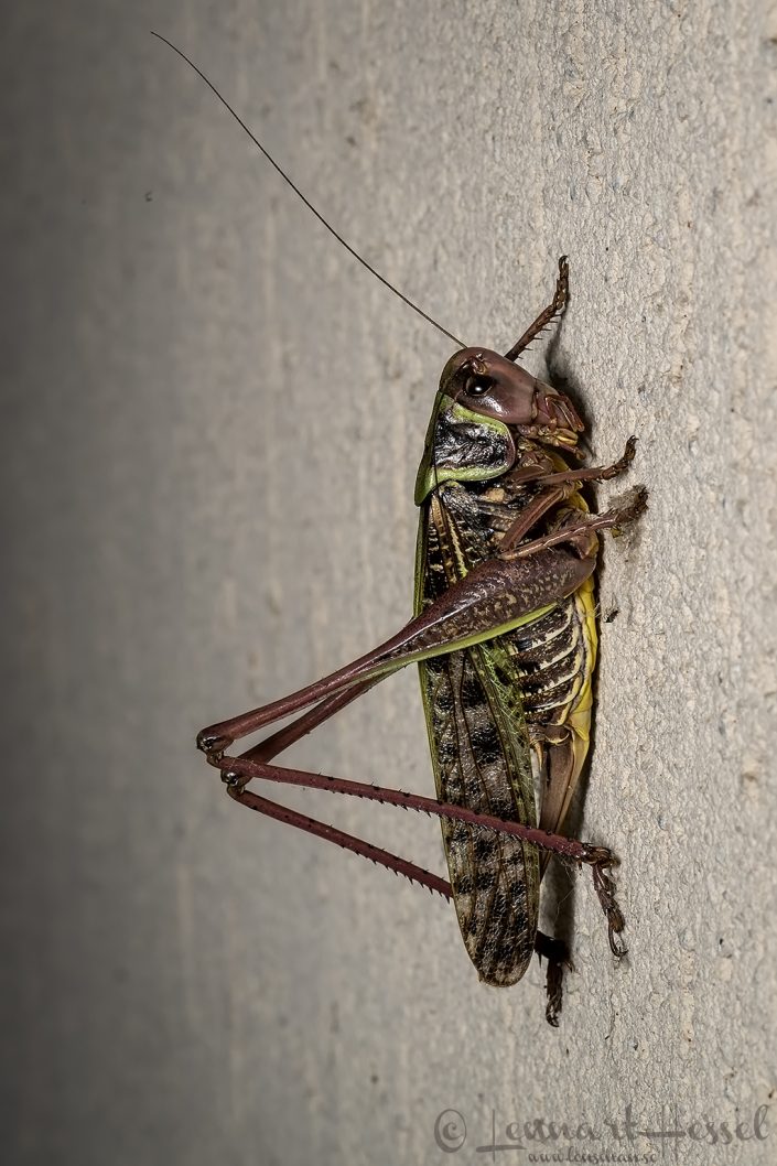 Wart-biter Bush Cricket Hungary bee-eater