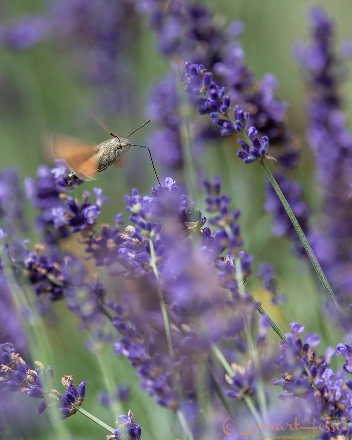 Hummingbird Hawk-Moth Hungary bee-eater