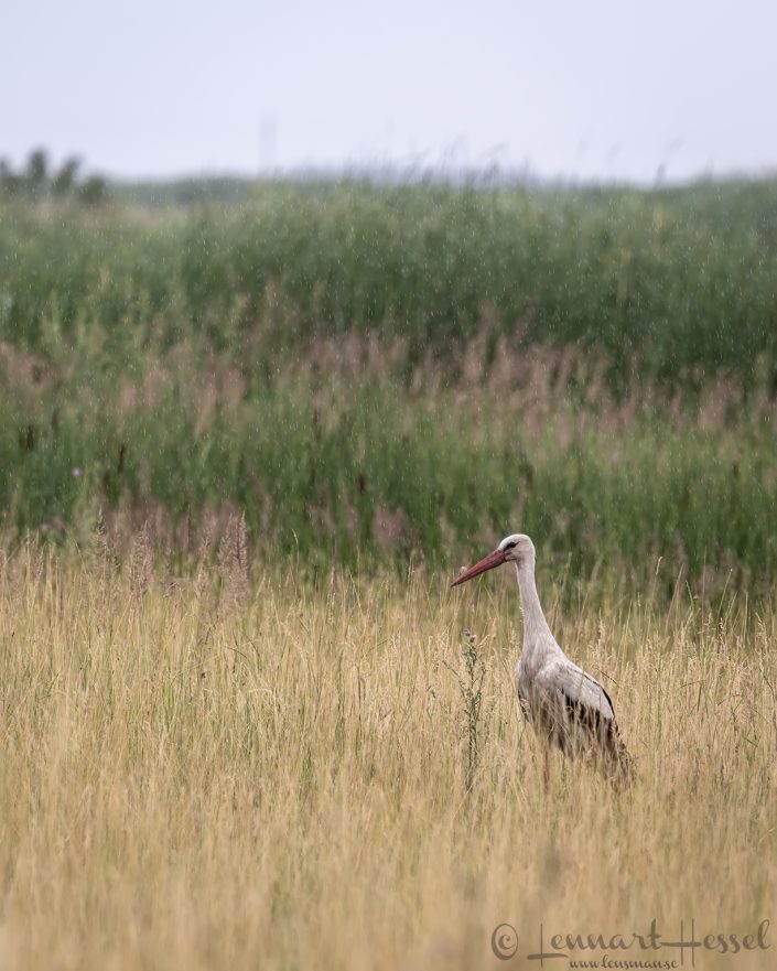 White Stork in rain Hungary bee-eater