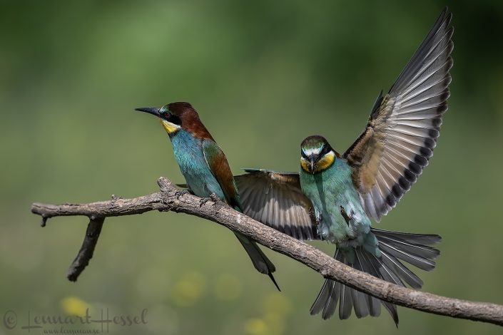 European Bee-eater landing with bee Hungary bee-eater