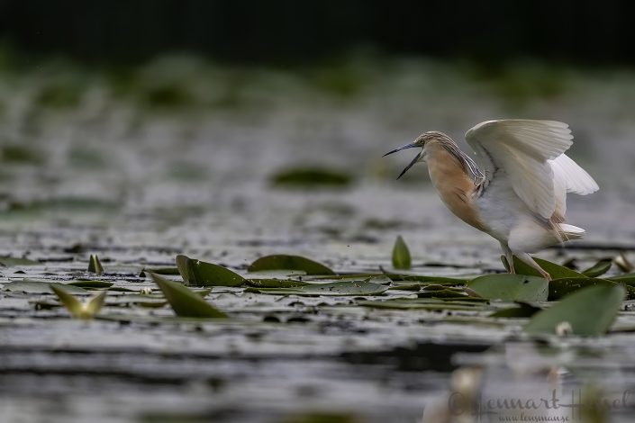 Squacco Heron Hungary bee-eater