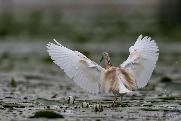 Squacco Heron back Hungary bee-eater