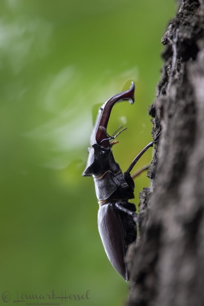 European Stag Beetle against green Hungary bee-eater