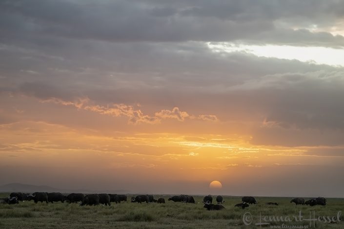 Cape buffalo at sunset Amboseli