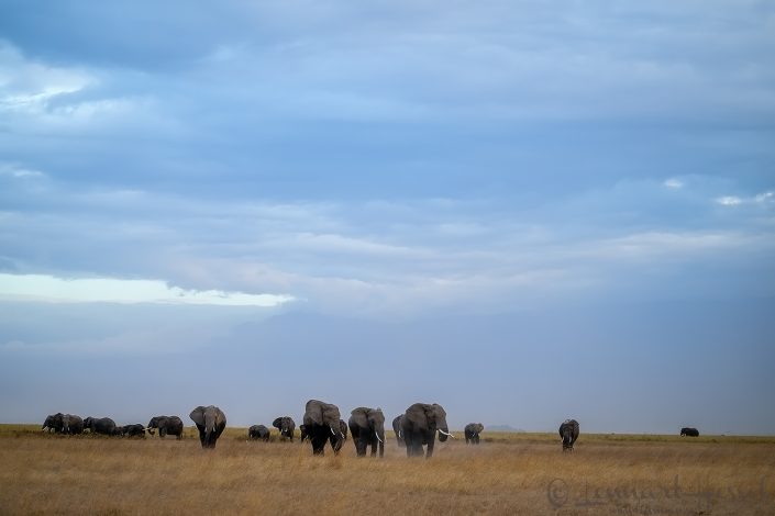 Elephant herd Amboseli