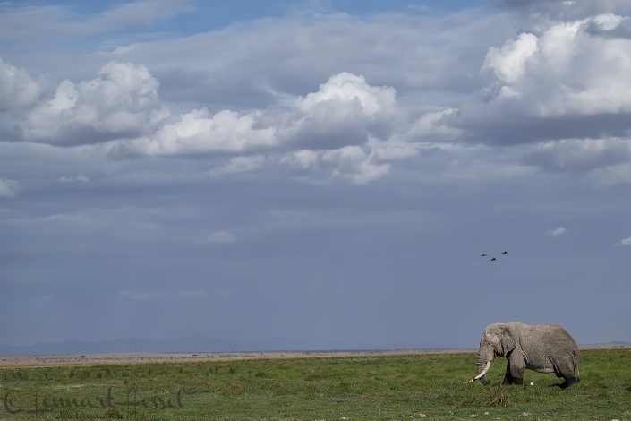 Elephant in habitat Amboseli