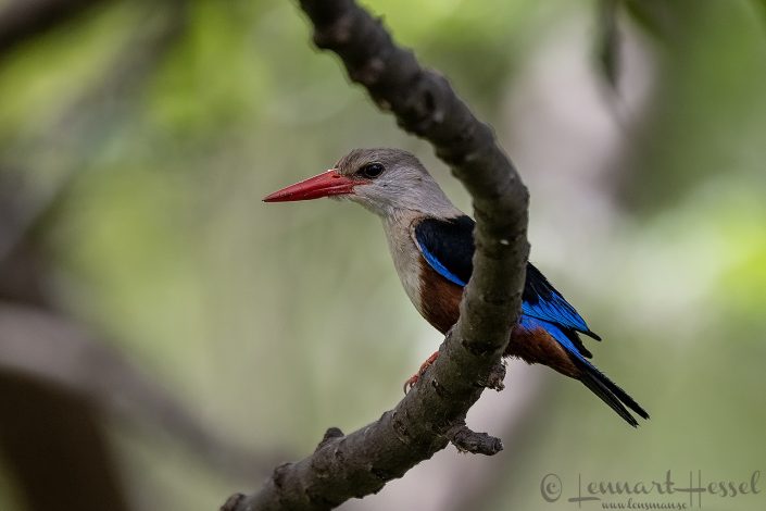 Grey-headed Kingfisher Amboseli