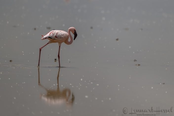 Lesser flamingo Amboseli