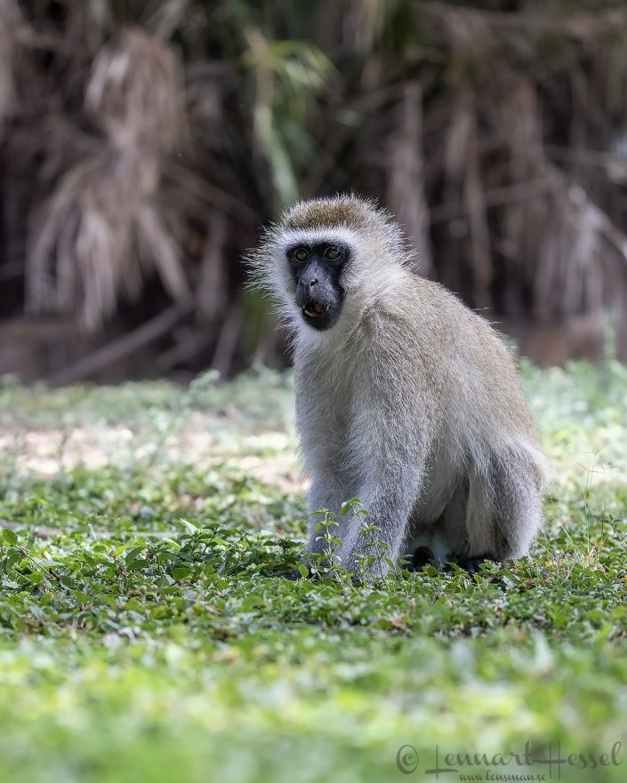 Vervet Monkey Amboseli