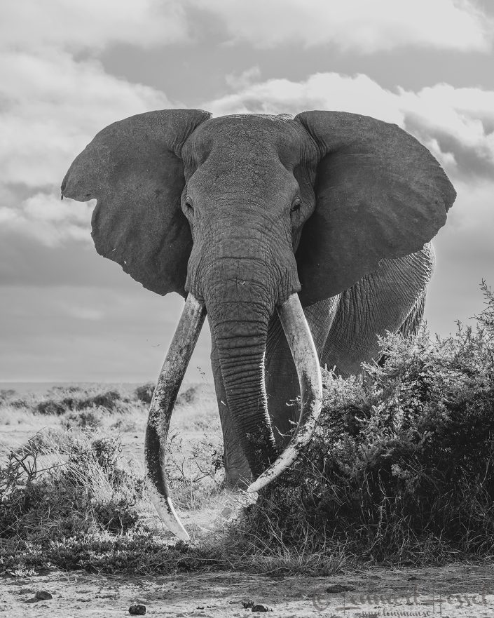 Craig in black and white Amboseli