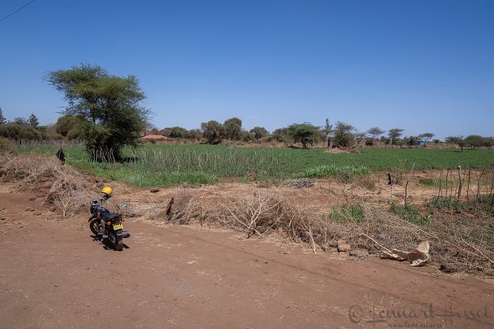 Growing crop Amboseli
