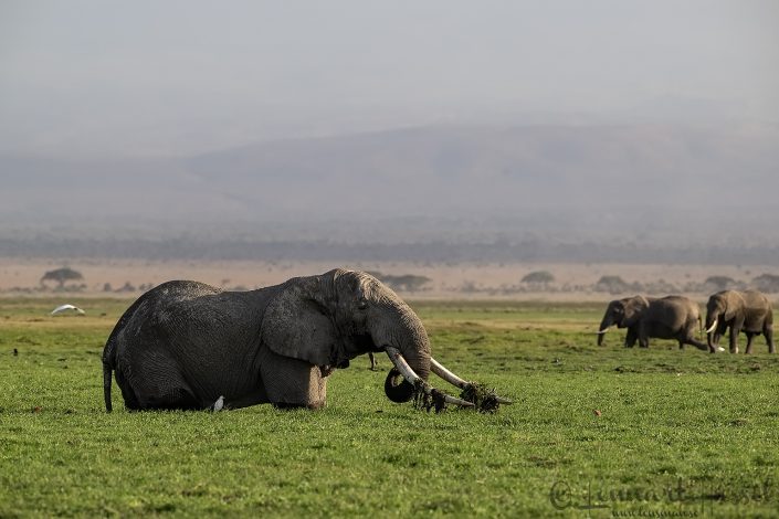 Michael Amboseli