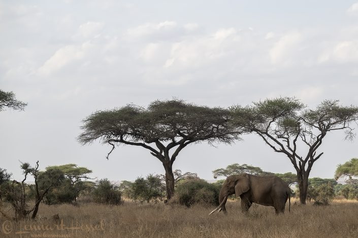 Craig in habitat Amboseli
