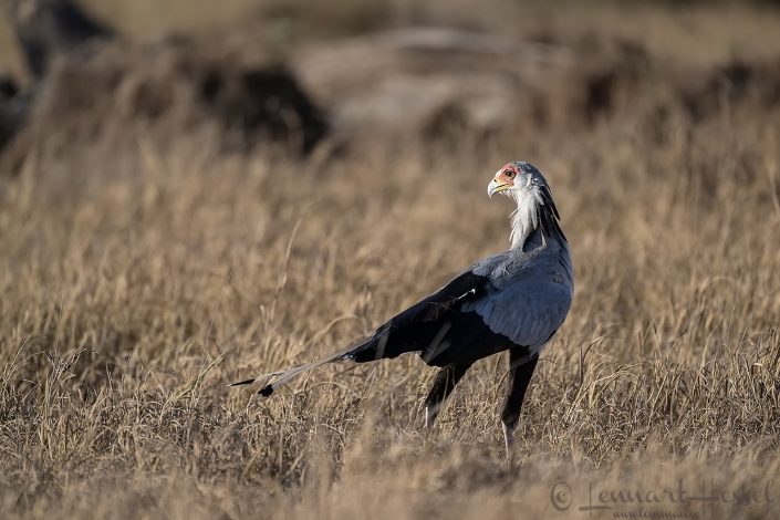 Secretarybird Amboseli