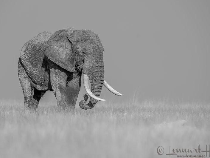 Amboseli National Park 2024